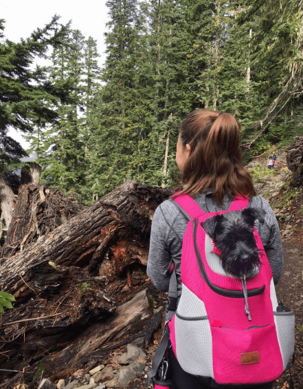 Backpack for Transporting Animals — Comfort and Safety on the Go