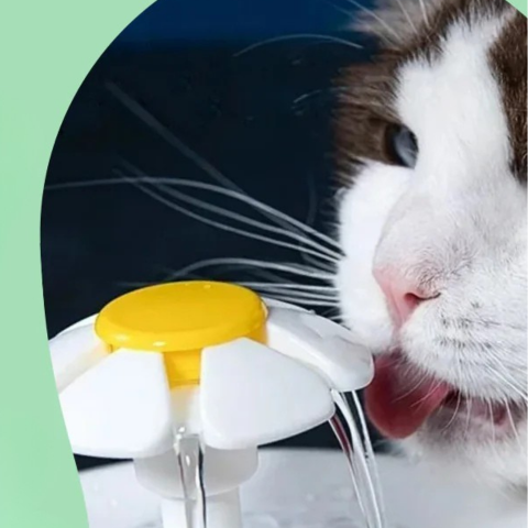 Wasserbrunnen für Katzen — Ständige Hydration und immer frisches Wasser 